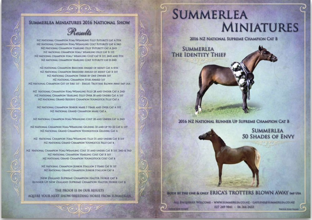 Miniature ponies for sale Auckland Wellington New Zealand NZ