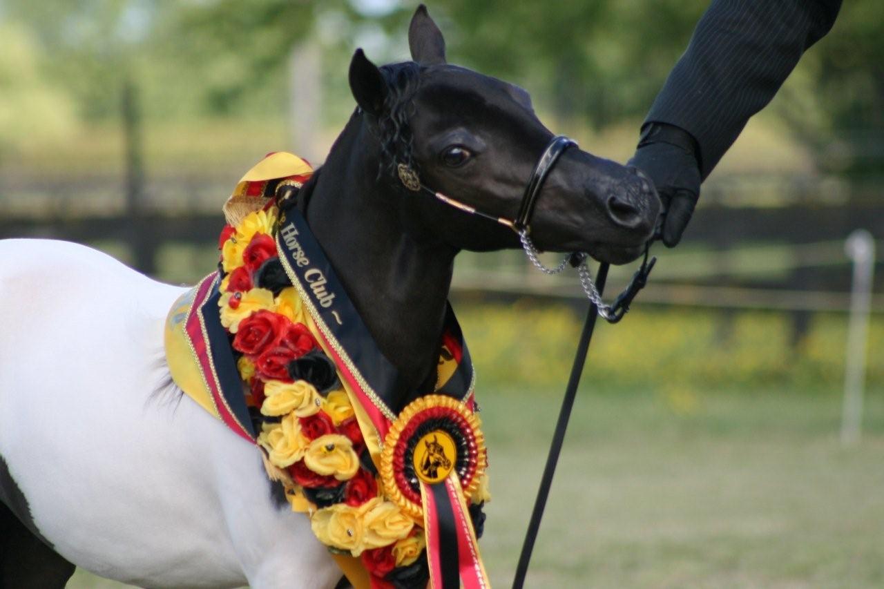 Miniature horses for sale Auckland Wellington New Zealand NZ
