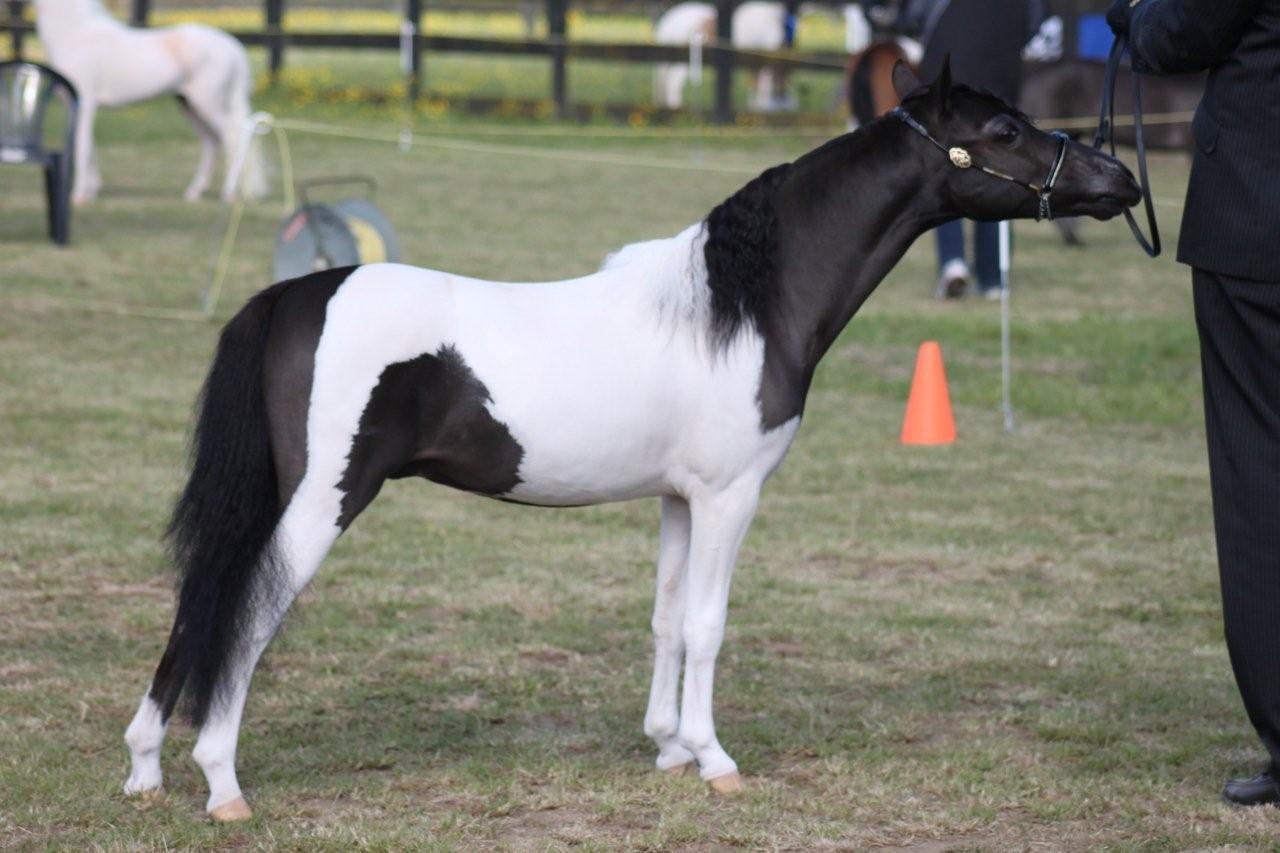 Miniature horses for sale Auckland Wellington New Zealand NZ