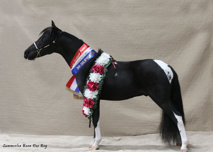 Miniature horses for sale Auckland Wellington New Zealand NZ