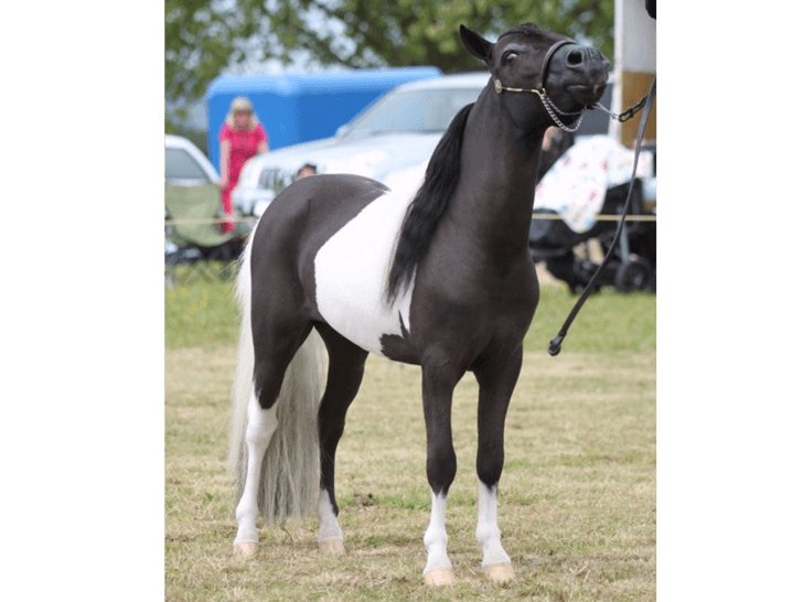 Miniature horses for sale Auckland Wellington New Zealand NZ