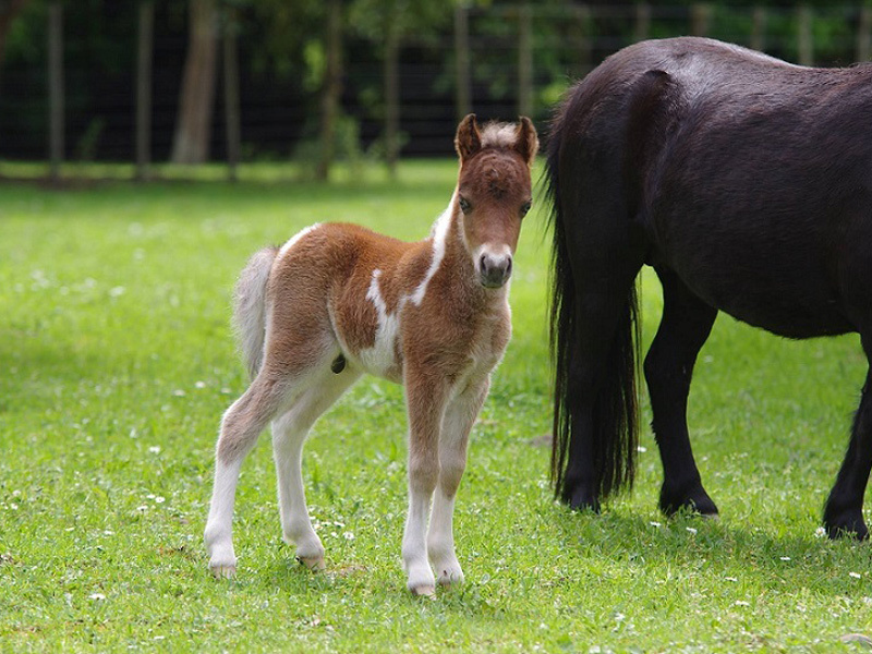 Miniature horses for sale Auckland Wellington New Zealand NZ