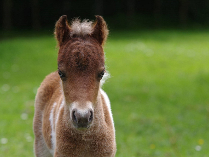 Miniature horses for sale Auckland Wellington New Zealand NZ